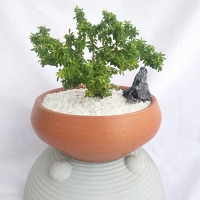 Gangawerella Bonsai - 1yr old